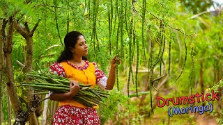 Delicious Drumsticks Moringa Pods Recipes for tasty amp colourful lunch table  Traditional Me [upl. by Annehs]