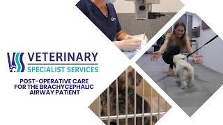 Postoperative care for the brachycephalic airway patient [upl. by Carlye]