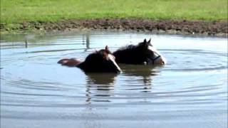 HORSES BLOWING BUBBLES IN THE WATER [upl. by Siari510]