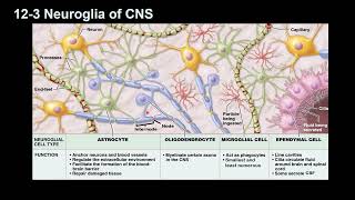 Neuroglia [upl. by Dadinirt417]