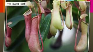 Insectivorous Plants  Macmillan Education India [upl. by Curnin]