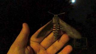 Convolvulus Hawkmoth [upl. by Mastic]