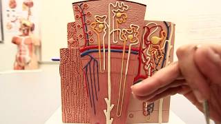 The Structure of the Renal Tubules [upl. by Jeannette133]