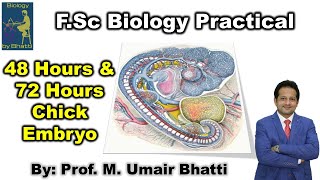 Reasons of Identification of 48 and 72 Hours Chick Embryo [upl. by Web760]