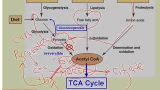 Acetyl CoA Connects Pathways of Catabolism [upl. by Rosati]