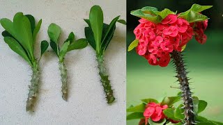 اكثار الايفوربيا  شوكة المسيح   How to propagate Euphorbia Milii plant [upl. by Boyes]