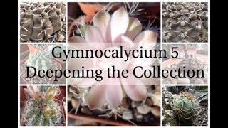 Gymnocalycium 5  Deepening the Collection Cactus Series 6 [upl. by Nosaes]