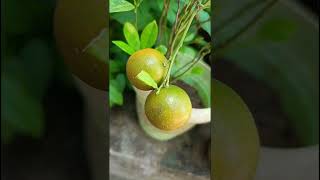 Citrus microcarpaRutaceae familynatureforestflower trending gardennatureforest fruitforest [upl. by Madelin]