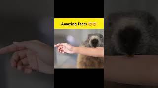 Unique Amazing Fact shorts comedy food funny [upl. by Haeel]