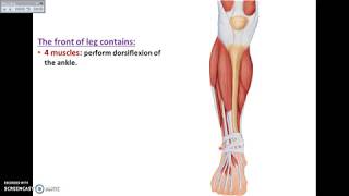 Overview of Lower Limb 8  Front of Leg and Dorsum of Foot  Dr Ahmed Farid [upl. by Kaylyn]