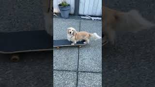 Talented Dog Rides Skateboard on His Own  1521502 [upl. by Seavir]