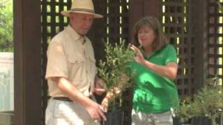 Getting Native  Ceanothus [upl. by Rojam]