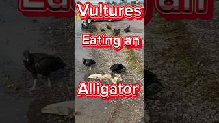 Vultures eating an Alligator Odd Funny Can’tLookAway ￼ [upl. by Ahsener]