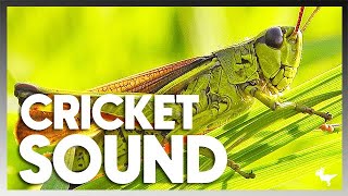 CRICKET SOUND REAL EFFECT [upl. by Trstram]