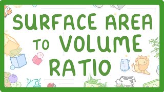 GCSE Biology  Surface Area to Volume Ratio [upl. by Aniar]