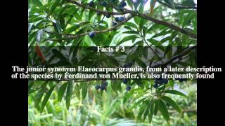 Elaeocarpus angustifolius Top  5 Facts [upl. by Petrine]