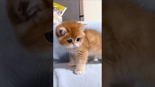 anak kucing meongmeong  kucing oren shorts cat catvideos kitten animals gatos kucing pets [upl. by Jaime381]