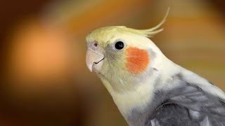 Cockatiel Lovely 🎵 parrot viral youtubeshorts youtube [upl. by Notnats]