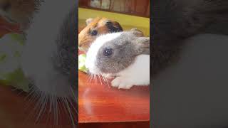 Happy guinea pigs wheeking and squeaking asmr guineaPigcage guineaPigCare guineaPigs [upl. by Gasperoni275]