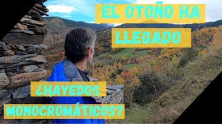 BOSQUES CADUCIFOLIOS en Otoño  Los Hayedos Monocromáticos del Pirineo Español [upl. by Dalston]