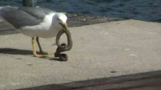 SEAGULL EATS SNAKEчайка проглотила змеюसीगल ने सांप को निगल लिया SKRADINCROATIA [upl. by Renate595]