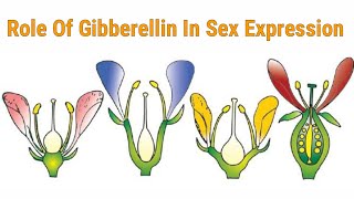 Role Of Gibberellin In Sex Expression  Lec 47  Plant Physiology [upl. by Wolgast116]