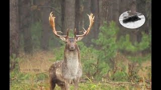 Fallow deer rut  how to call in fallow stag [upl. by Richia]