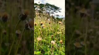 Tridax procumbens Real flowers ❤️🌸🌸 [upl. by Mychael]