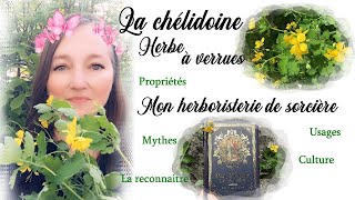 Chélidoine herbe à verrue plante médicinale antispasmodique Mon herboristerie de sorcière Greenwitch [upl. by Sirromaj]