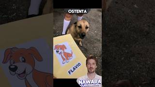 Perro se gradúa de la primaria [upl. by Ninon]