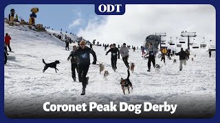 Dog Derby at Coronet Peak [upl. by Eimaral279]