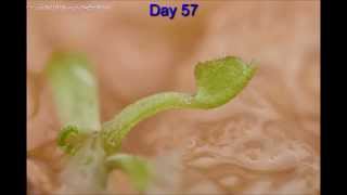 Venus Fly trap in 80 days [upl. by Seabury]