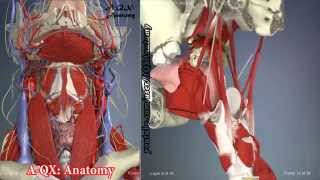 Palate muscles  3D Human Anatomy  Organs [upl. by Anihcak942]