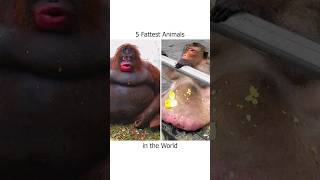 Fattest Animals In The World [upl. by Ibur]