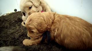 Cute Goldendoodle puppies playing at 4 weeks old [upl. by Esaj]