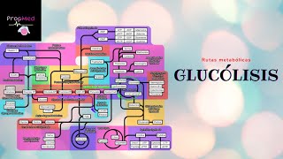 Rutas MetabólicasGlucólisis aerobia y anaerobia [upl. by Onida]