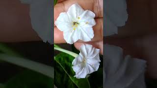 সন্ধ্যামালতী  Best Flowering Plant For Balcony Garden  Mirabilis Jalapa Four oclock Flower [upl. by Aerdnuahs622]