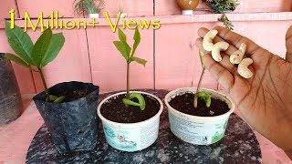 How to grow Cashew tree from seed at home काजू घर पे भी ऊगा सकते हैं आसानी से  Fast amp Easy [upl. by Lyford612]