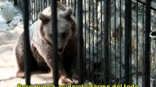 El Oso  Clásico de Moris por Antonio Birabent [upl. by Bigelow157]