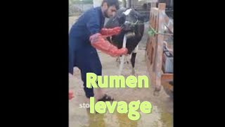 Rumen Lavage in cattle have severe impactionHow to pass stomach tube in cattleImpaction in cattle [upl. by Hillard100]