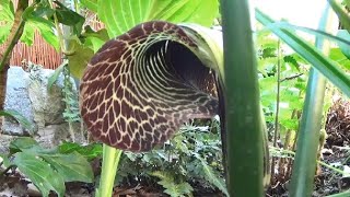 Arisaema griffithii beautiful Cobra Lily amp easy to grow [upl. by Rudyard]