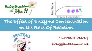 The effect of enzyme concentration on the rate of a reaction [upl. by Auerbach648]