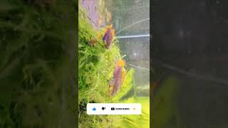 Pelvicachromis Pulcher kribensis Top 5 Centerpiece Fish for your small sized Community Aquarium [upl. by Keeryt832]