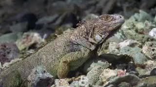 Green Iguana Epic Journey  Wild Caribbean  BBC Studios [upl. by Naut]