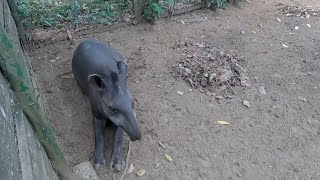 Suriname Wildlife Paramaribo Zoo [upl. by Friedland]