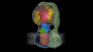 Molecular animation of ATP synthase [upl. by Llenor]