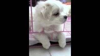 Maltese  Pomeranian Puppy For Adoption  3 Months Baby M [upl. by Lymann815]