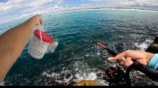 fishing w LIVE SHRIMP at the jetties multiple species [upl. by Leatrice]