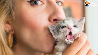 Kitten Lady Has Fostered Hundreds Of Kittens  The Dodo [upl. by Ayekal]