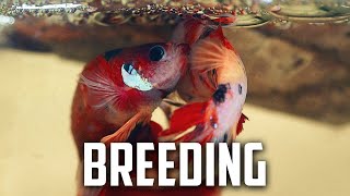 ​How to Manage Operational Costs of Breeding Fish  Secrets of Breeding Fish For Profit Part 3 [upl. by Waldemar]